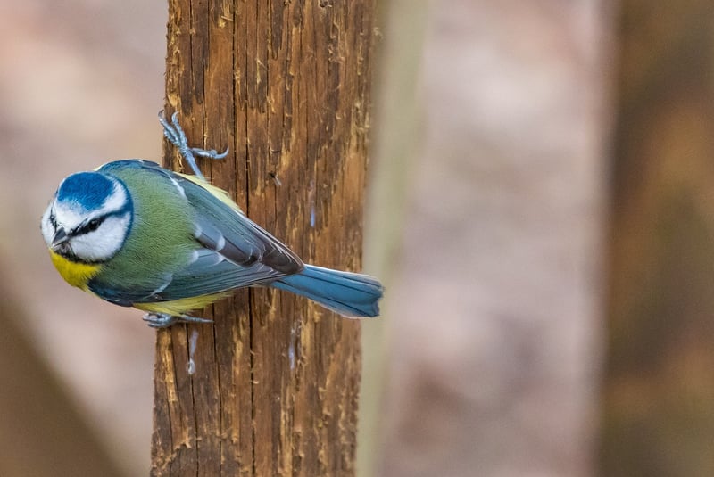 Small Space Gardening